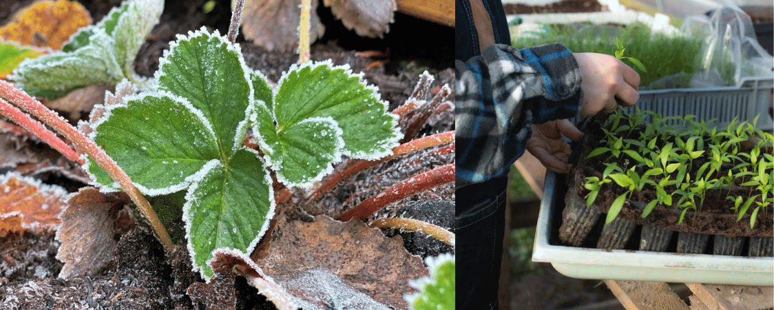 Zmrzlí muži na zahradě